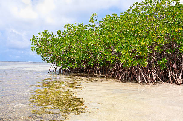 istock Mangrove forest and shallow waters in a Tropical island 174634805
