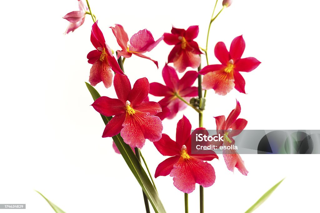 Nelly Isler Orchidee - Lizenzfrei Blume Stock-Foto