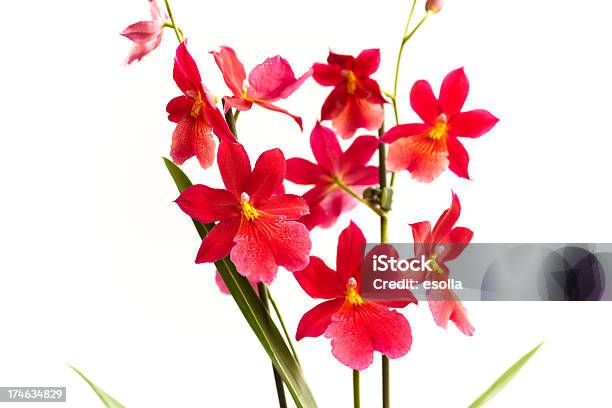 Nelly Isler Orchidee Stockfoto und mehr Bilder von Blume - Blume, Fotografie, Horizontal