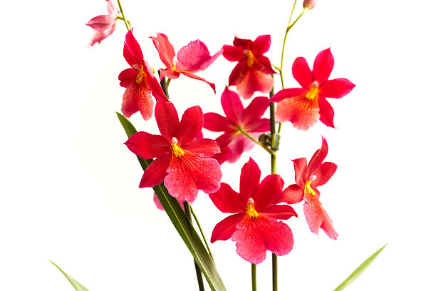 nelly isler orchid - idler foto e immagini stock