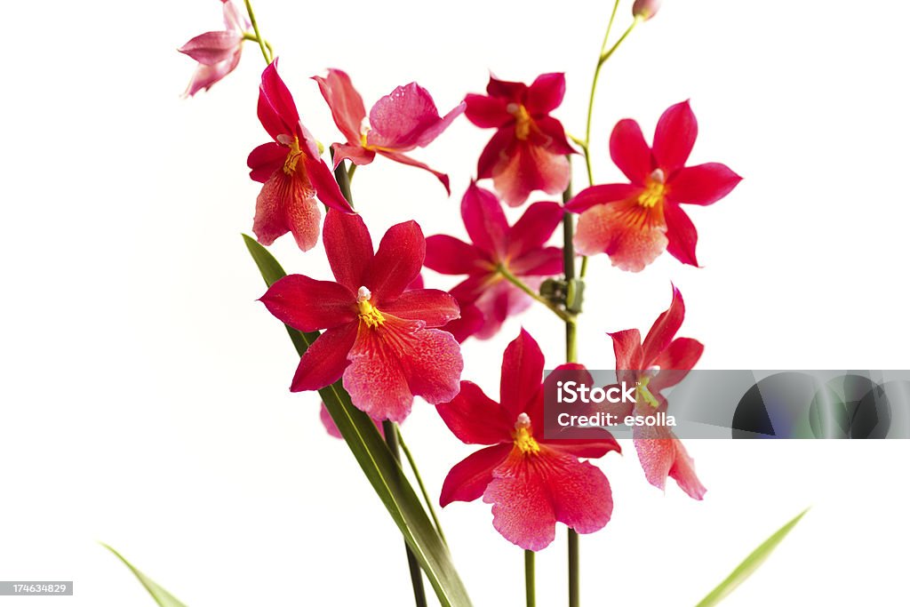 Nelly Isler Orquídea - Royalty-free Flor Foto de stock