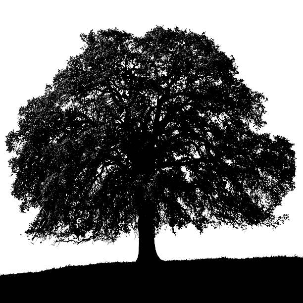 A black silhouette of a California Black Oak Tree or Quercus kelloggii stands against a white sky. The tree's clear outline smoothly transitions into the curve of the hill it stands on. Please see my portfolio for color images of the same tree.