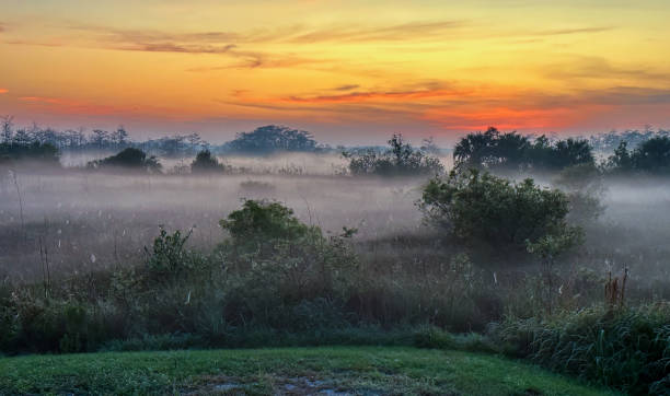 istock Fog Hangs Over The Marsh At Sunrise In Everglades 1746351218