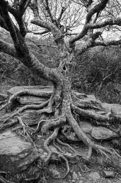 istock Gnarly Roots of Bare Tree Black And White 1746351843