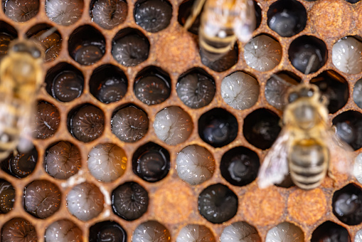 Beekeeping: a large number of bees at work on a honeycomb