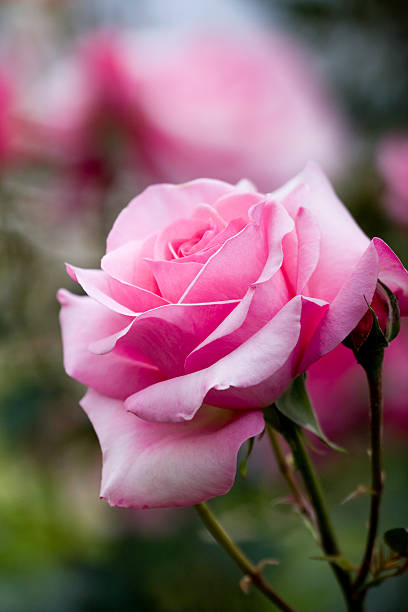 Rosa rose in un giardino - foto stock