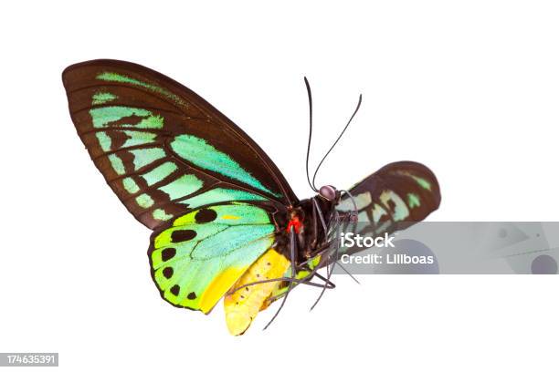 バタフライ - チョウのストックフォトや画像を多数ご用意 - チョウ, カットアウト, 緑色