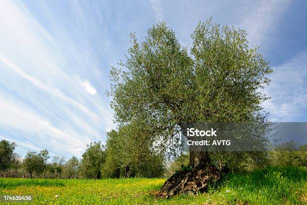 Foto de Velha Olive Tree e mais fotos de stock de Agricultura - Agricultura, Ajardinado, Azul