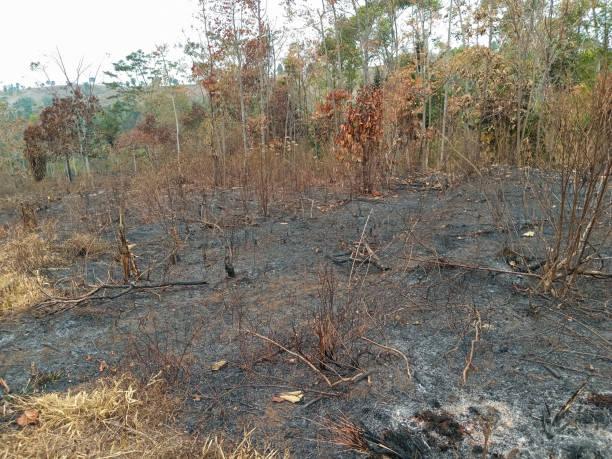 istock photo of charred forest due to forest fires. 1746356395