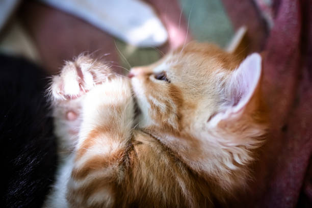 istock Cute and abandoned kittens find shelter in a plastic box. 1746357494