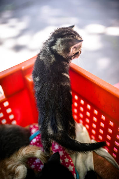 istock Cute and abandoned kittens find shelter in a plastic box. 1746358619
