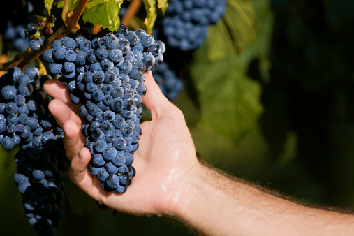 Hand holding a bunch of red grapes in the vine. Fruit is ready to harvest and has dew drops.See also: