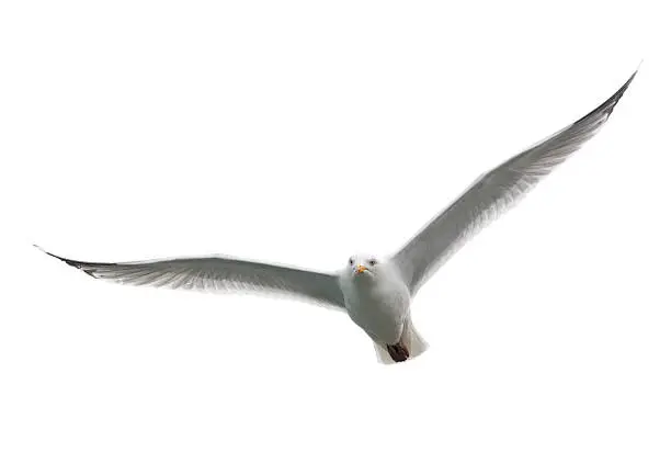 A herring gull isolated on a white background.