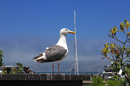 San Francisco, United States - 12 Jul 2017: The bird in the marina in San Francisco city, West coast, United States