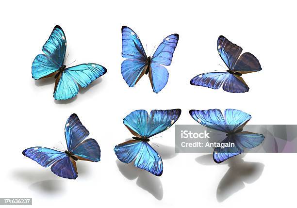 Schmetterlinge Stockfoto und mehr Bilder von Schmetterling - Schmetterling, Blau, Freisteller – Neutraler Hintergrund