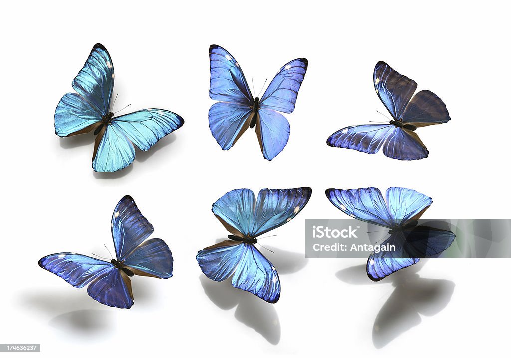 Farfalle - Foto stock royalty-free di Farfalla