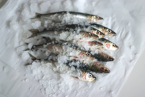 Sardines stock photo