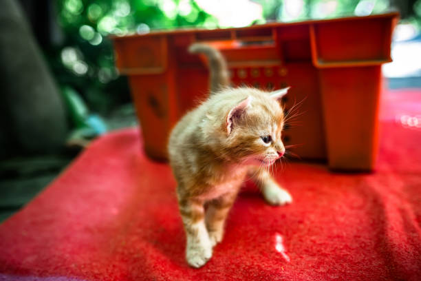 Newborn red kitten tentatively taking its first steps into the world. Abandoned and seeking a loving home.