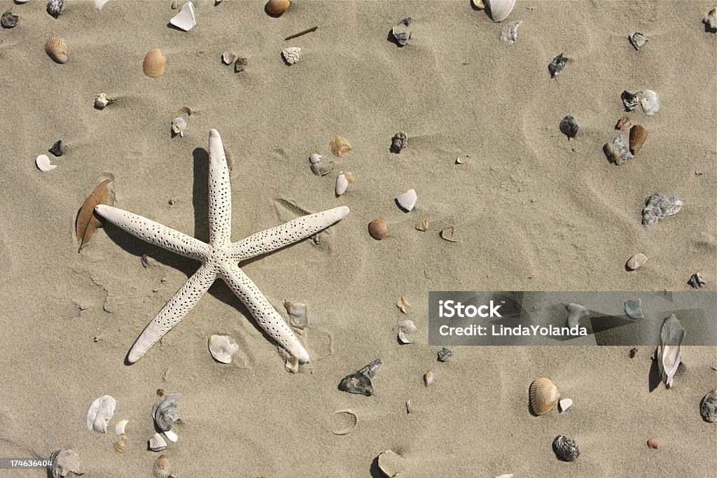 Estrella de mar y conchas - Foto de stock de Abundancia libre de derechos