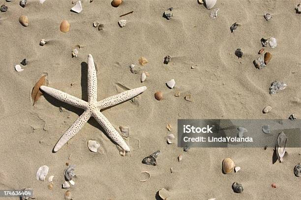 Foto de Estrela Do Mar E Conchas e mais fotos de stock de Abundância - Abundância, Animal, Areia