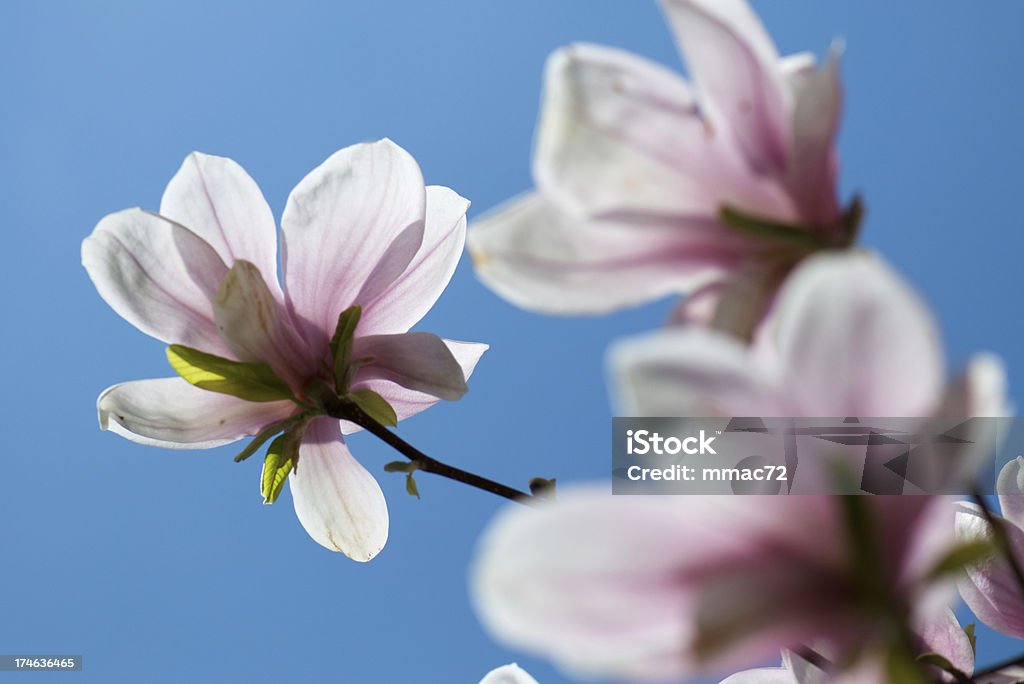 magnolia - Foto stock royalty-free di Ambientazione esterna