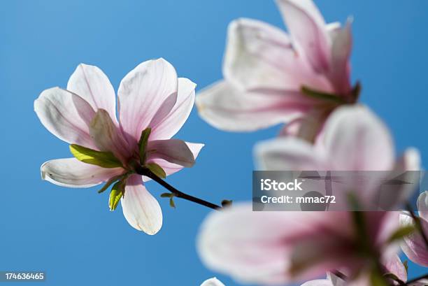 Magnolia - カラー画像のストックフォトや画像を多数ご用意 - カラー画像, デフォーカス, ピンク色