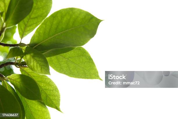 Весенние Листья — стоковые фотографии и другие картинки Зелёный цвет - Зелёный цвет, Лист, Магнолия