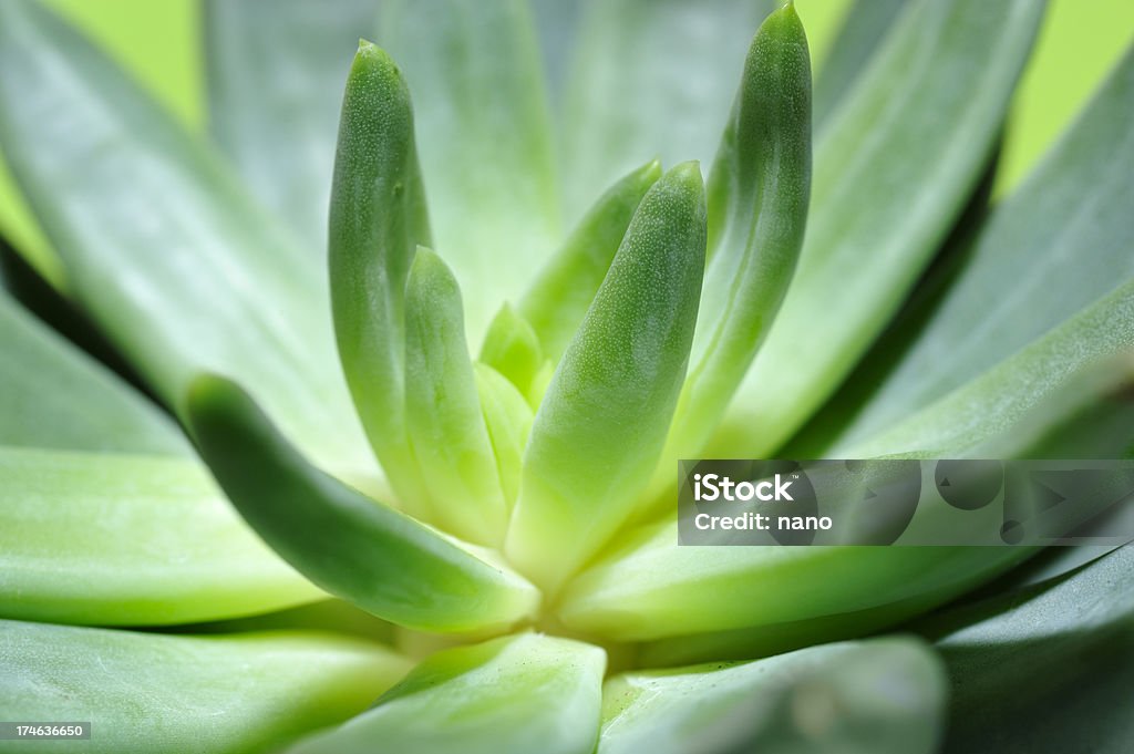 Aloe Opening A small aloe plant center Abstract Backgrounds Stock Photo