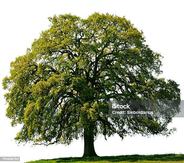 California Black Oak Or Quercus Kelloggii Against A White Sky Stock Photo - Download Image Now