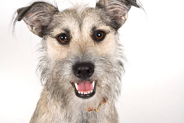 istock Happy Wirehaired Terrier Dog Portrait Against White Background 174636755