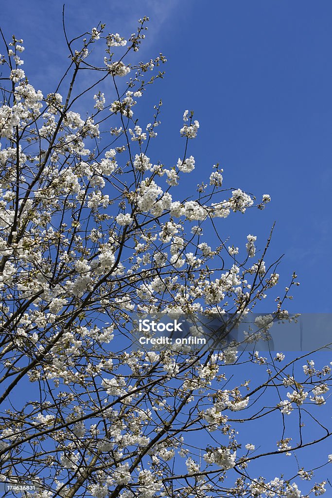 Spring blossom "Blossom on a lovely clear April morning. Altrincham, Cheshire, UK." April Stock Photo
