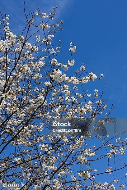 Spring Blossom Stock Photo - Download Image Now - April, Backgrounds, Beginnings