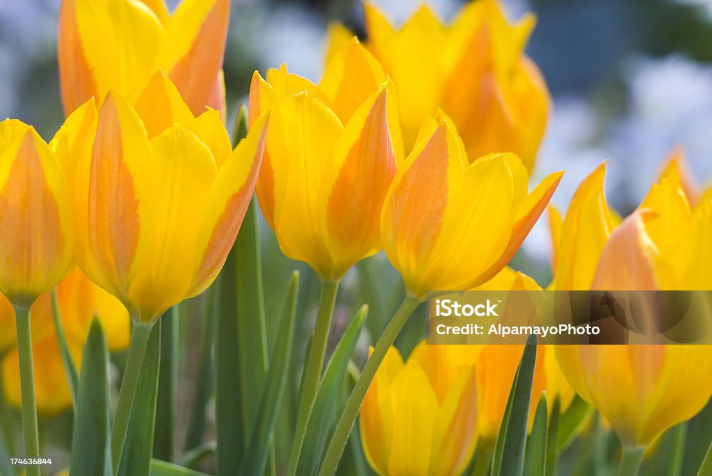 Jaune-Orange tulipes (T. heweri)-IV - Photo de Arbre en fleurs libre de droits