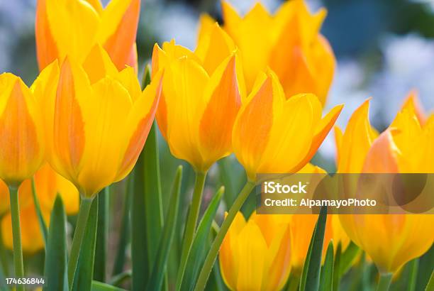 Photo libre de droit de Jauneorange Tulipes Iv banque d'images et plus d'images libres de droit de Arbre en fleurs - Arbre en fleurs, Beauté de la nature, Botanique