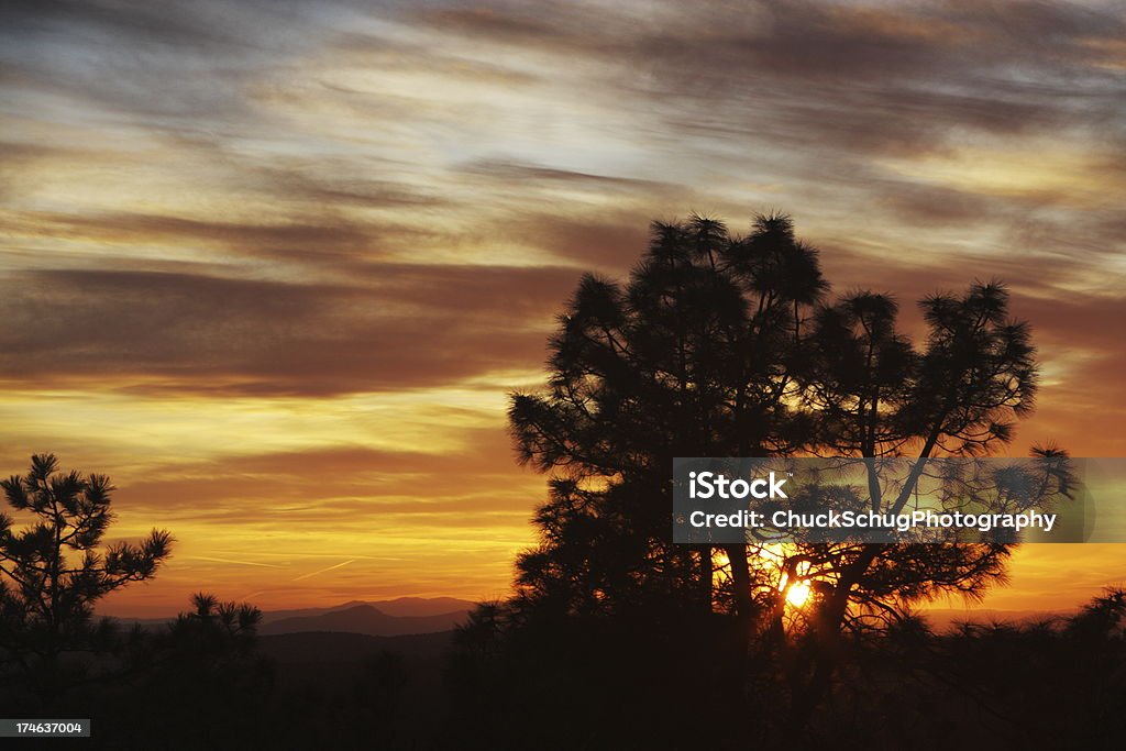 Sunset Baum Silhouette Romantische Stimmung - Lizenzfrei Abenddämmerung Stock-Foto