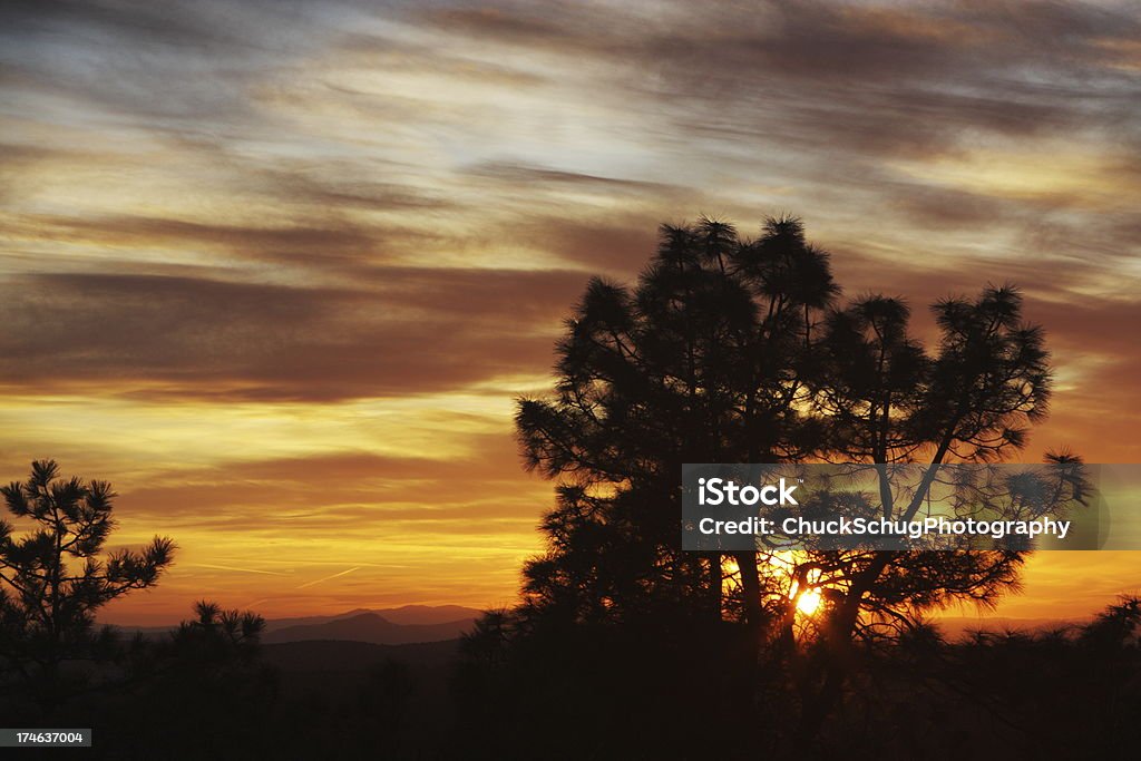 Tree Silhouette puesta de sol romántica - Foto de stock de Aire libre libre de derechos