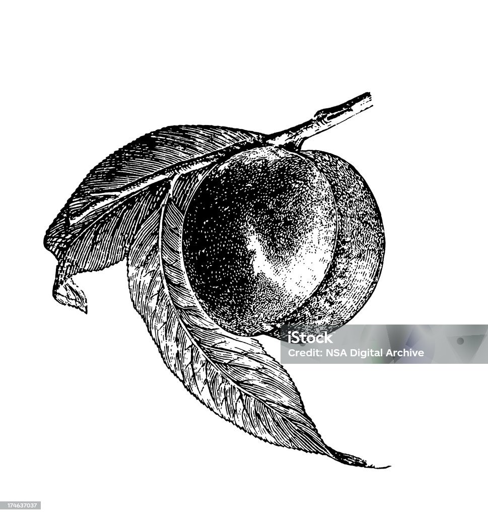 Plum Tree Branch with Fruits Antique engraving of a plum tree branch with fruits, isolated on white. Very high XXXL resolution image scanned at 600 dpi.  Black And White stock illustration