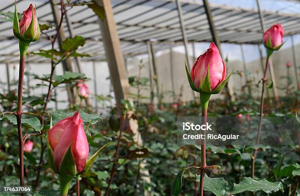 Rosen Stockfoto und mehr Bilder von Gartenbau-Betrieb - Gartenbau-Betrieb, Rose, Blume