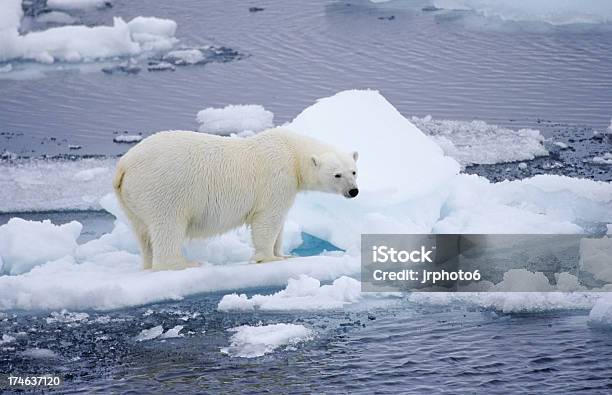 Polar Bear Looking At Ocean Stock Photo - Download Image Now - 2000-2009, 21st Century, Animal