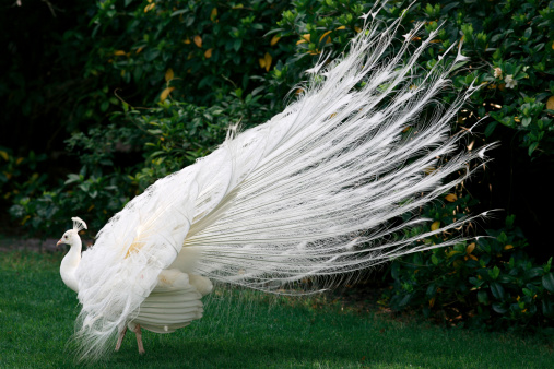 White feathers decorate the magnificent temple of a white peacock.