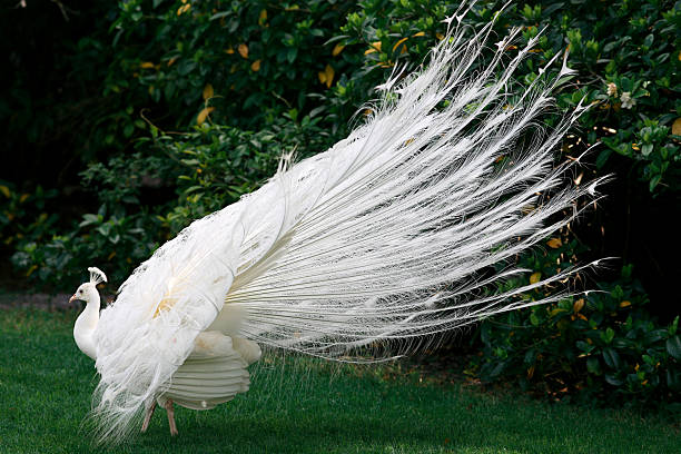White Peacock Stock Photos, Pictures & Royalty-Free Images - iStock