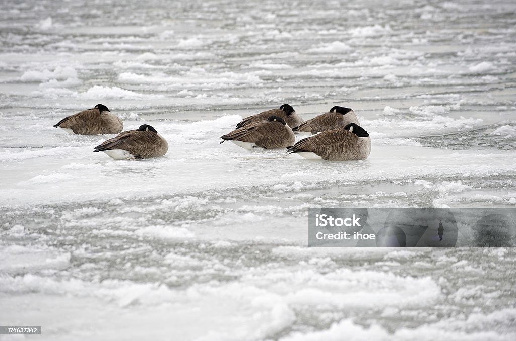 Seis Canadá gansos - Foto de stock de Canadá libre de derechos