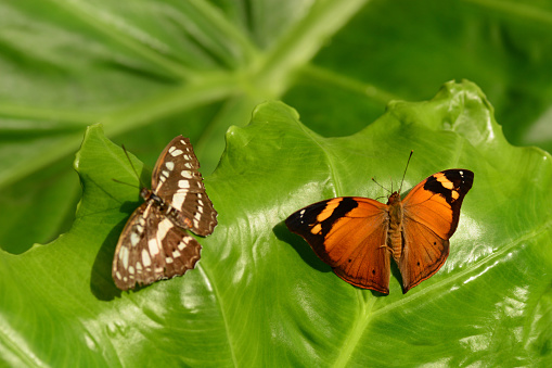 Butterfly garden: Single doleschallia bisaltide butterfly with spread wings on top of a large leaf, Next to an out of focus Athyma kanwa butterfly. In the same family of Nymphalidae.