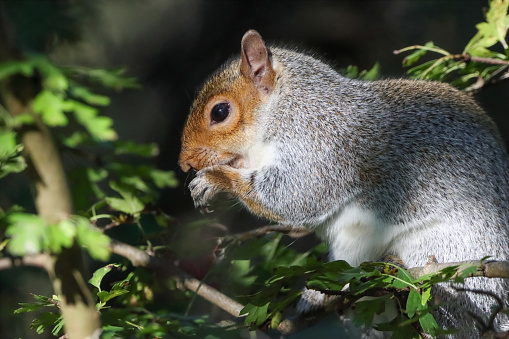 A beautiful closeup of a Squirrel eating fruit in the forest
