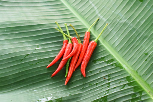 Homegrown Chili on Green Banana Leaf