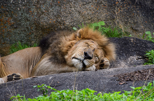 An adult male lion takes a nap in a wildlife sanctuary in Zimbabwe
