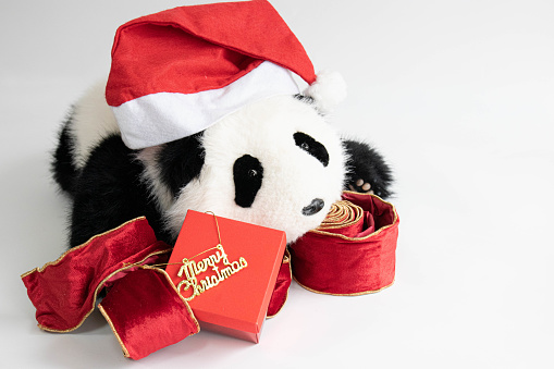Christmas is Coming, let's celebrate Christmas party with cute fluffy panda