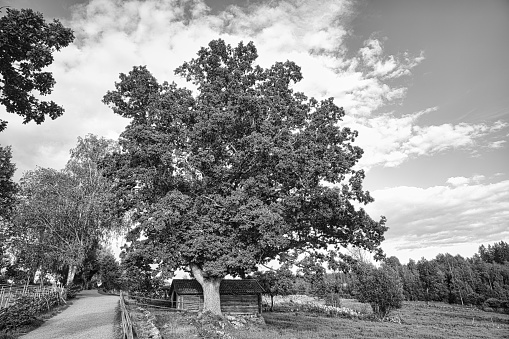Old oak tree on a roadside by a meadow in black and white. Field with grass, blue sky with light veil clouds. Big old tree. Landscape in Sweden