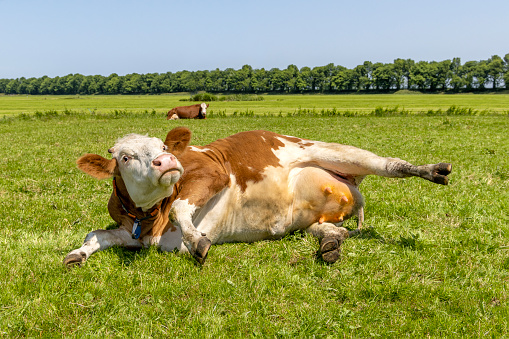 Funny cow getting up, udder showing, turning eyeball, stretched out in the pasture, relaxed and lazy lying, in Holland, background and copy space
