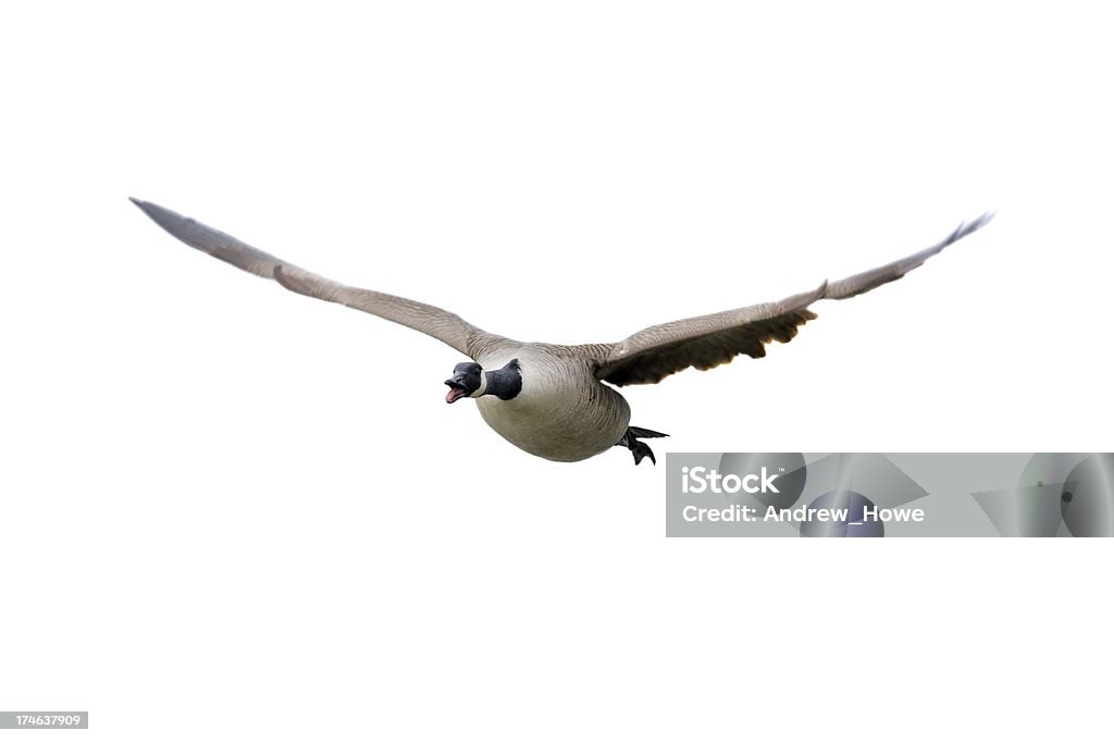 Ganso do Canadá (Branta canadensis) - Foto de stock de Animal royalty-free